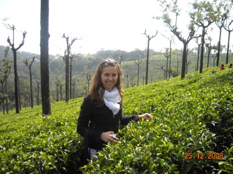 Plantation of tea in Ooty, India